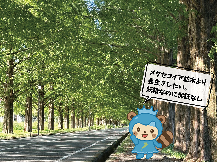 メタセコイア並木とうみたん