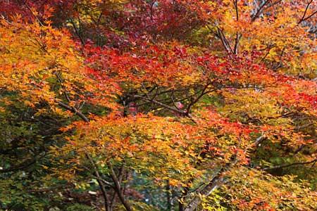 紅葉のグラデーション