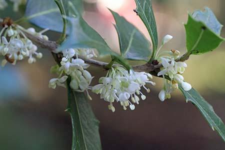 ヒイラギと名の付く3種