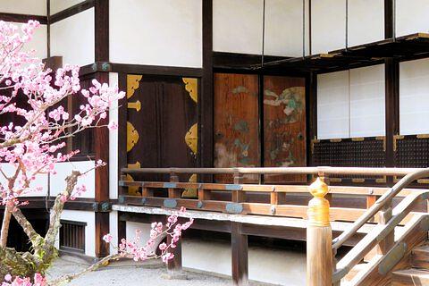 御三間前の梅の盛り