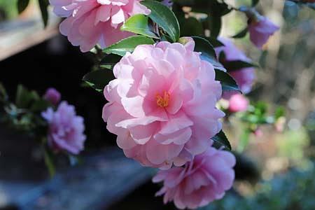 冬の花と春の花「山茶花」、「コブクザクラ」