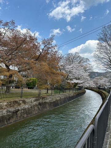 山科疏水桜満開