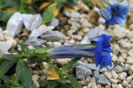 胴長のリンドウ？「ゲンチアナ・アカウリス」