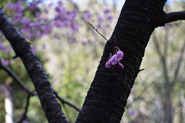 一眼レフのぼかし