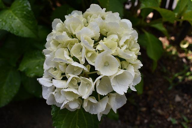 紫陽花は一眼レフカメラで('ω')ノ