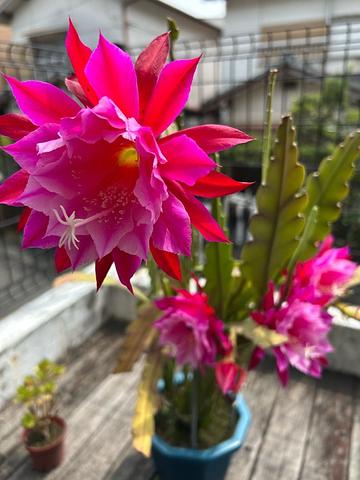 孔雀サボテン満開です