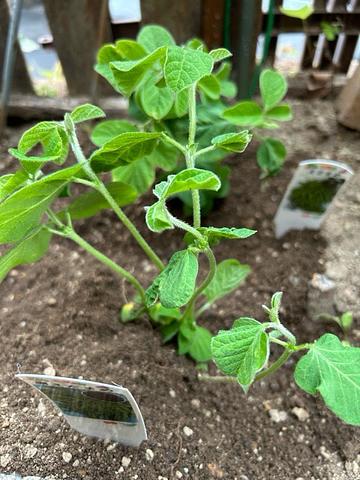 枝豆植えました