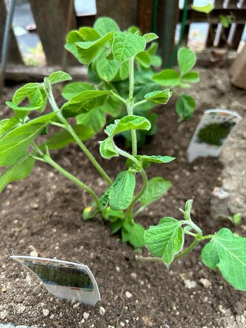 枝豆植えました