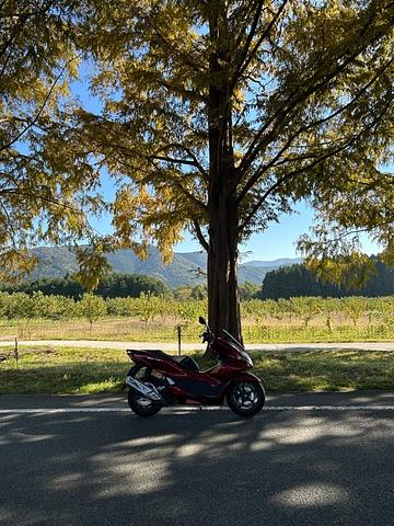 メタセコイア並木