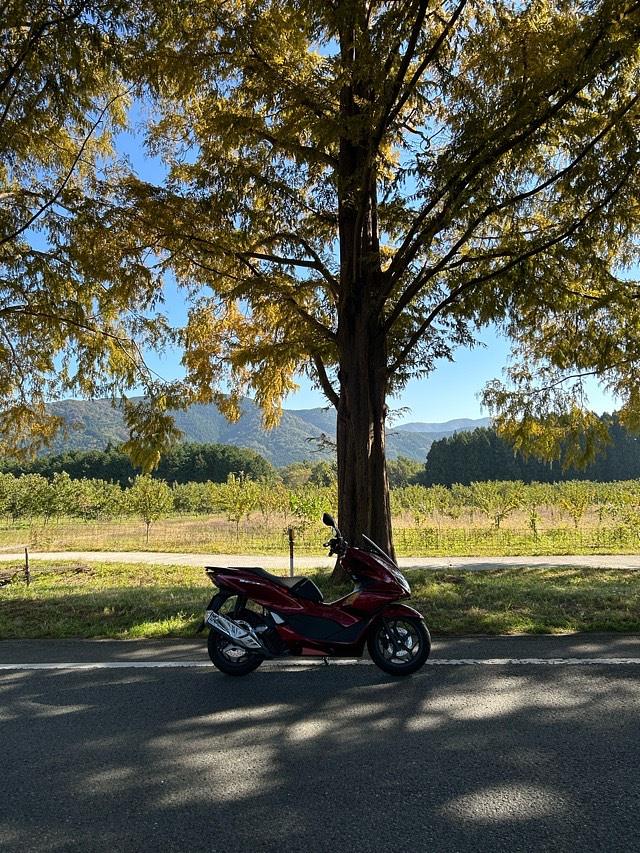 メタセコイア並木