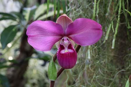 過去100年で最も素晴らしいランの発見と評された「フラグミペディウム コバチ―」