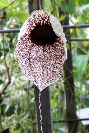 アメリカ大陸 最大の花「ペリカンバナ」