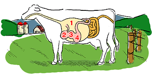 ⭕️胃が2つある男