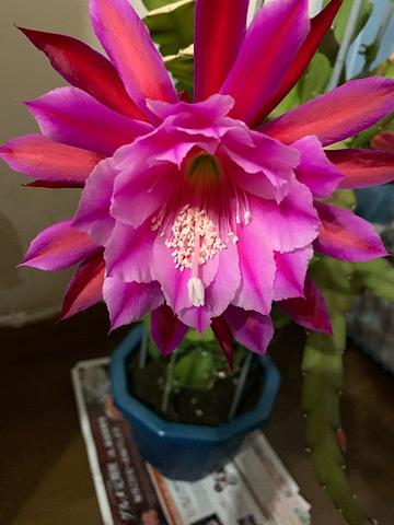 孔雀サボテン開花