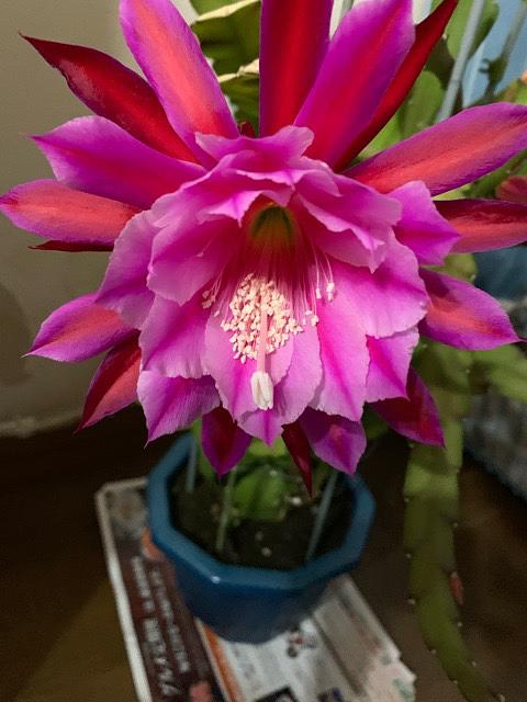 孔雀サボテン開花