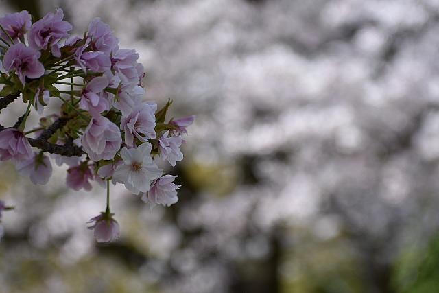 山科疎水桜満開