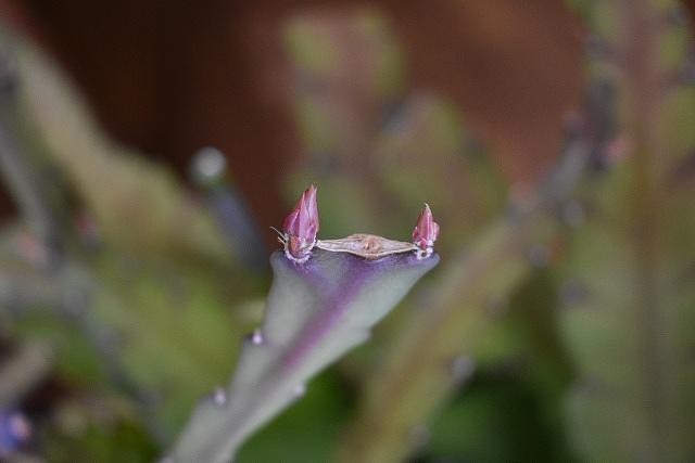 孔雀さぼてん　蕾