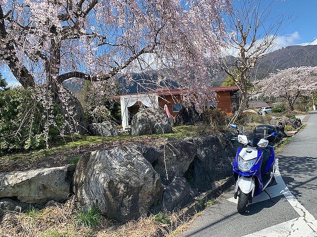 シグナスと枝垂桜