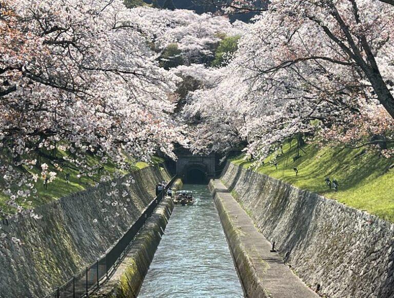 山科疎水桜満開
