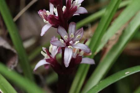 家で花が咲くと縁起がよいといわれる「キチジョウソウ」
