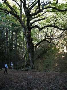 訪問　巨木と水源の郷をまもる会