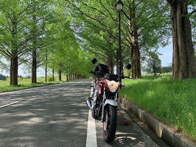 メタセコイヤ並木