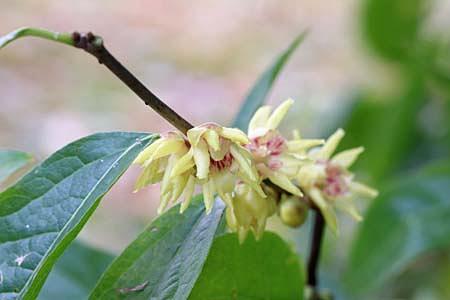 早くもロウバイ属が咲き出す