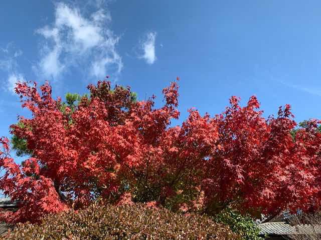 山科聖天の紅葉