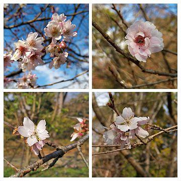 4種のサクラが咲いていました。