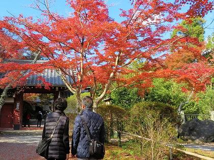 常照寺吉野門と紅葉