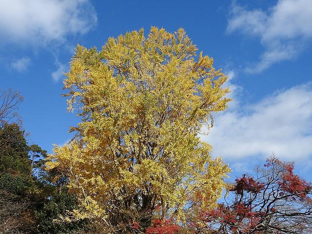 毘沙門堂に鮮やかな紅葉なし