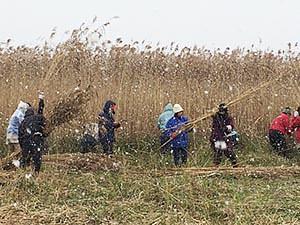 SAVE  JAPAN  プロジェクト  伊庭内湖で