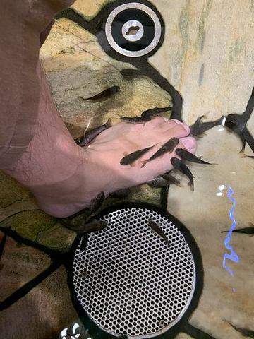 ドクターフィッシュ