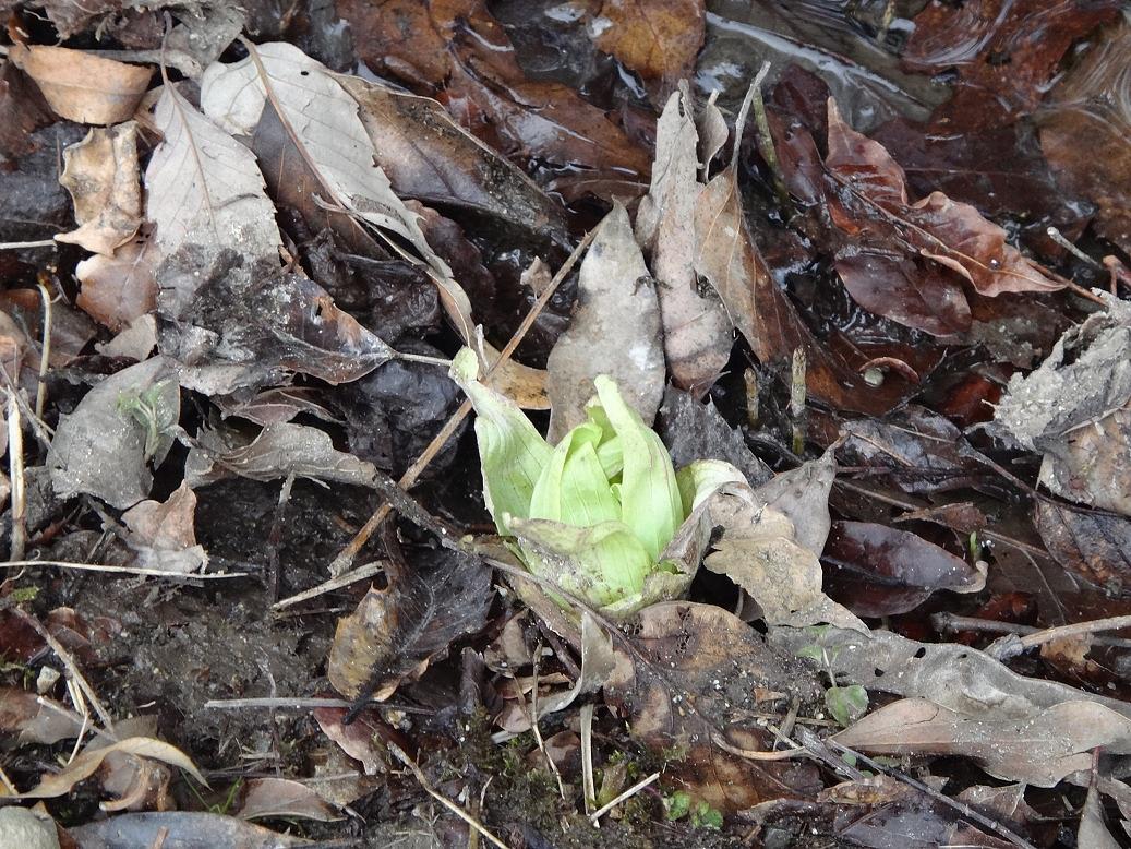 SAVE　JAPAN　遊林会　河辺いきのものの森でのイベントの成果