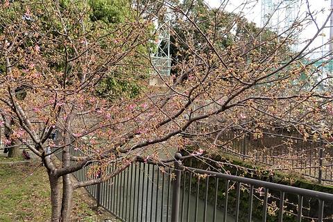 令和2年2月17日ウォーキング淀水路・淀城跡・サントリービール見学下見報告