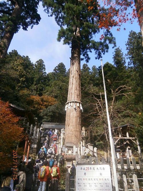 由岐神社の大杉