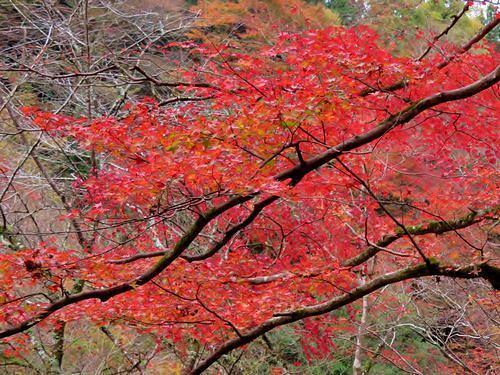 貴船の紅葉