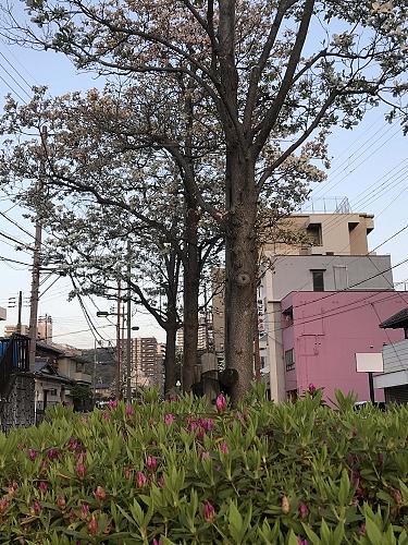 大津市の支所統廃合とまちづくりの課題　2019/05/01