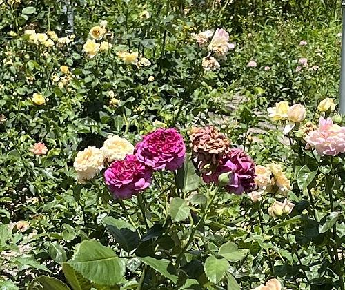 外国人の人権　2018/07/01