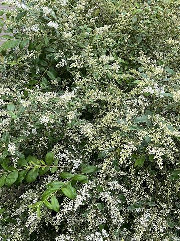 弁護士への大量懲戒請求から考える　2018/06/01