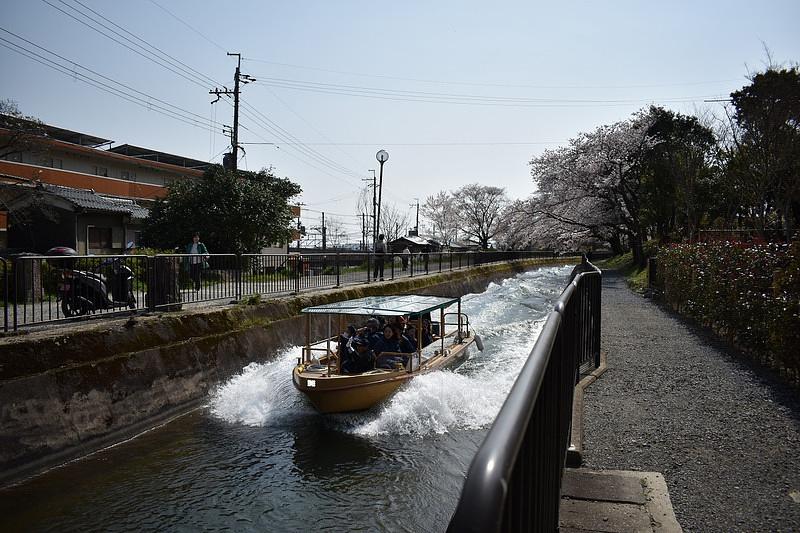 疎水の桜見物　船