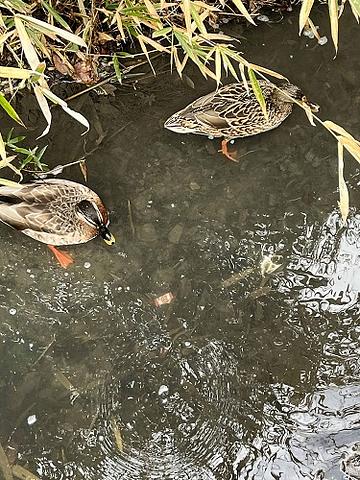 公文書改ざん事件から見えた日本の後進性　2018/04/01