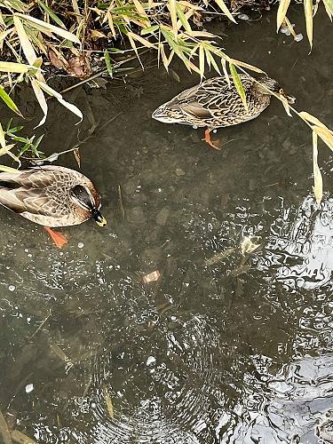 公文書改ざん事件から見えた日本の後進性　2018/04/01