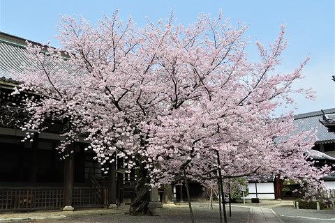 ウォーキング令和3年4月度活動案内・京都市内を巡り府立植物園を愉しむ
