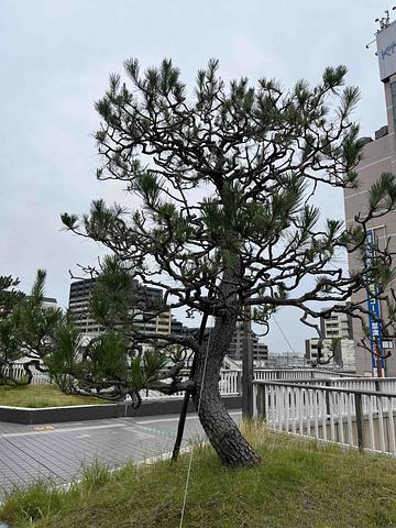 地方分権の推進とＮＰＯ政策　2013/07/05