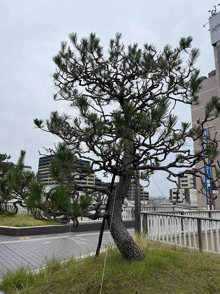 地方分権の推進とＮＰＯ政策　2013/07/05