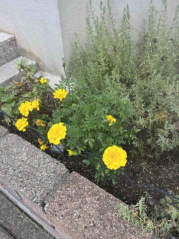 ＮＰＯ法人の信頼度　2013/08/06