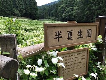 半夏生園