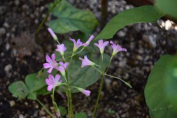 一眼で撮れば。。。。