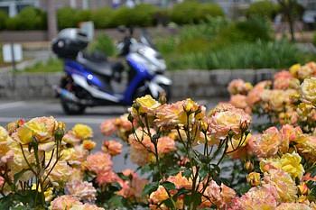 一眼レフによるぼかし